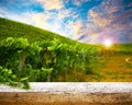 Ripe grapes on the vines in Tuscany, Italy. Picturesque winery farm, vineyard. Sunset warm light. Empty place. place for text Royalty Free Stock Photo