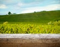 Ripe grapes on the vines in Tuscany, Italy. Picturesque winery farm, vineyard. Sunset warm light. Empty place. place for text Royalty Free Stock Photo