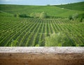 Ripe grapes on the vines in Tuscany, Italy. Picturesque winery farm, vineyard. Sunset warm light. Empty place. place for text Royalty Free Stock Photo