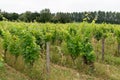 Ripe grapes in the vineyard in Bordeaux Saint Emilion on organic vine Royalty Free Stock Photo