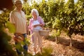 Ripe grapes in vineyard. family vineyard. senior couple in love in vineyard before harvesting Royalty Free Stock Photo