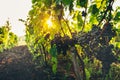 Ripe Grapes On The Vineyard At Sunrise. Agritourism Rural Concept Royalty Free Stock Photo