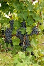 Ripe grapes in a wine yard in Canada. Royalty Free Stock Photo