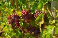 ripe grapes at a wineyard Royalty Free Stock Photo