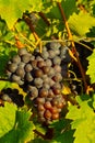 ripe grapes at a wineyard Royalty Free Stock Photo