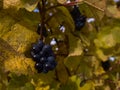 Ripe grapes with yellow discolored fading grapevine leaves in the vineyards of Kaiserstuhl, Baden-Wuerttemberg, Germany in autumn. Royalty Free Stock Photo