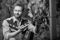 ripe grapevine harvest presented by oenologist, organic