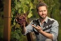 ripe grapevine harvest presented by oenologist, organic