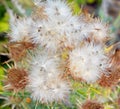 Ripe grecian teasel, dipsacus is a genus of flowering plant