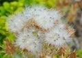 Ripe grecian teasel, dipsacus is a genus of flowering plant