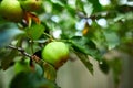 Ripe green apple fruit on tree, branch of apples tree Royalty Free Stock Photo