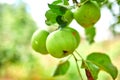 Ripe green apple fruit on tree, branch of apples tree Royalty Free Stock Photo