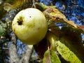 Ripe green apple hangs on an apple tree