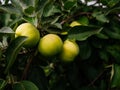 Ripe, green apples on a branch in the garden. Juicy apples grown at home Royalty Free Stock Photo