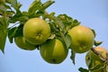 Ripe green apples are hanging on a tree branch in an orchard Royalty Free Stock Photo