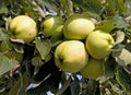 Ripe green apples Royalty Free Stock Photo