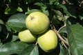 Ripe green apples at the tree Royalty Free Stock Photo