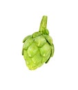 Ripe green artichoke vegetable isolated Royalty Free Stock Photo