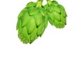 Ripe green artichoke vegetable Royalty Free Stock Photo
