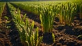 ripe green asparagus the garden outdoors plantation organic harvest