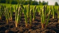 ripe green asparagus the garden outdoors plantation organic harvest sunny day