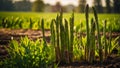 ripe green asparagus the garden outdoors plantation