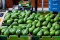 Ripe green Avocados Royalty Free Stock Photo