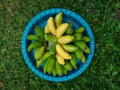 Ripe and green banana bunch on plastic tray