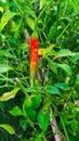 A ripe green chilli plant locally called as Morok atekpa in Manipuri