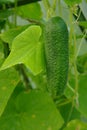 Ripe green cucumber is hanging on a stem with leaves