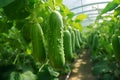 ripe green cucumbers hangin in a greenhouse, neural network generated photorealistic image