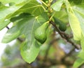 ripe green fig fruit with leaves on the tree Royalty Free Stock Photo