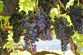 grape hanging from the vine in a vineyard yard, with its leaves still attached to