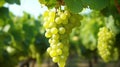 Ripe green grape in vineyard. Grapes green taste sweet growing natural. Green grape. generative ai