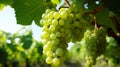 Ripe green grape in vineyard. Grapes green taste sweet growing natural. Green grape. generative ai