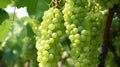 Ripe green grape in vineyard. Grapes green taste sweet growing natural. Green grape. generative ai