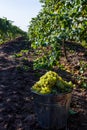 Ripe green grapes in autumn