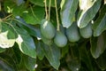 Ripe green hass avocadoes hanging on tree ready to harvest, avocado plantation on Cyprus