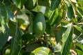 Ripe green hass avocadoes hanging on tree ready to harvest, avocado plantation on Cyprus