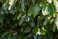 Ripe green hass avocadoes hanging on tree ready to harvest, avocado plantation on Cyprus