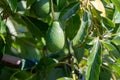 Ripe green hass avocadoes hanging on tree ready to harvest, avocado plantation on Cyprus