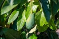 Ripe green hass avocadoes hanging on tree ready to harvest, avocado plantation on Cyprus