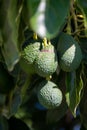 Ripe green hass avocadoes hanging on tree ready to harvest, avocado plantation on Cyprus