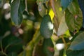 Ripe green hass avocadoes hanging on tree ready to harvest, avocado plantation on Cyprus