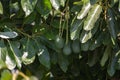 Ripe green hass avocadoes hanging on tree ready to harvest, avocado plantation on Cyprus