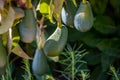 Ripe green hass avocadoes hanging on tree ready to harvest, avocado plantation on Cyprus