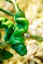 ripe green hot chili pepper, peter pepper