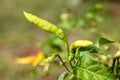Ripe green hot chili peppers on a tree Royalty Free Stock Photo