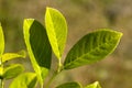 Ripe,green Leaves of Cherry Laurel