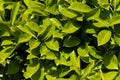 Ripe,green Leaves of Cherry Laurel